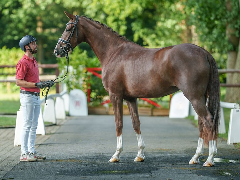 Westfaliano Yegua 3 años 171 cm Alazán-tostado in Münster