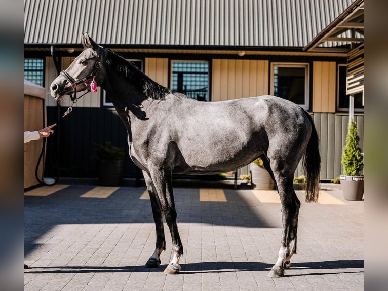 Westfaliano Yegua 3 años 171 cm Tordo in Lviv