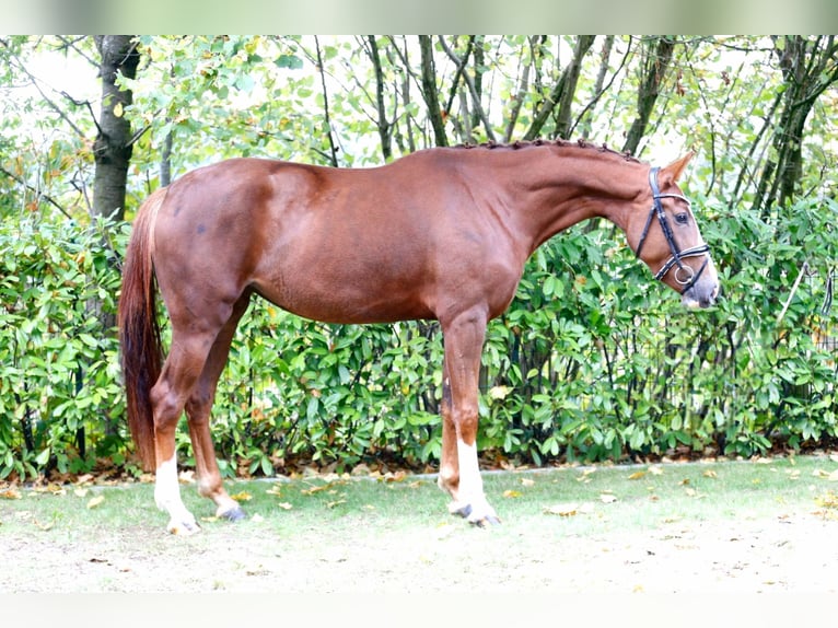 Westfaliano Yegua 3 años 172 cm Alazán in Bramsche