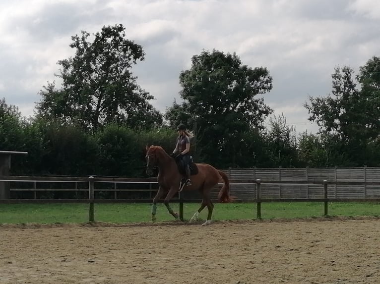 Westfaliano Yegua 3 años 175 cm Alazán-tostado in Münster