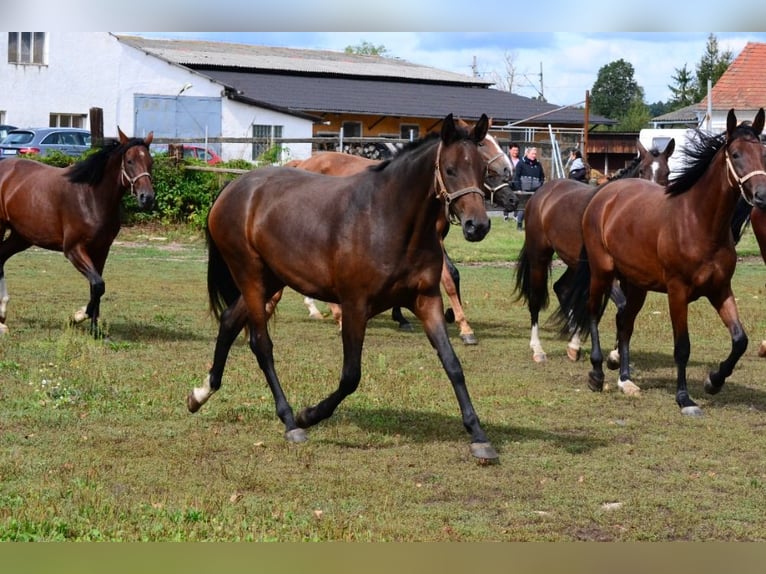 Westfaliano Yegua 3 años Castaño oscuro in Nebanice, Cheb