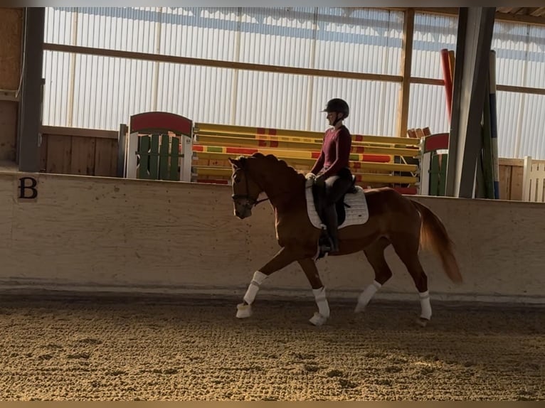 Westfaliano Yegua 4 años 156 cm Alazán in Rosenheim