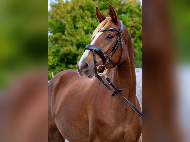 Westfaliano Yegua 4 años 160 cm Alazán-tostado in K&#xFC;rten