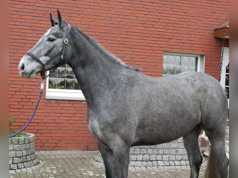 Westfaliano Yegua 4 años 160 cm  in Dorsten