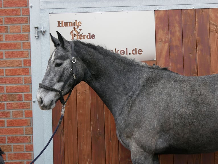 Westfaliano Yegua 4 años 160 cm  in Dorsten