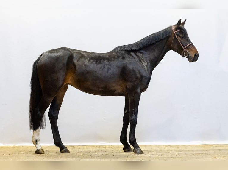Westfaliano Yegua 4 años 161 cm in Waddinxveen