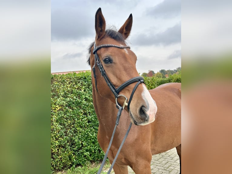 Westfaliano Yegua 4 años 161 cm Castaño in Warendorf