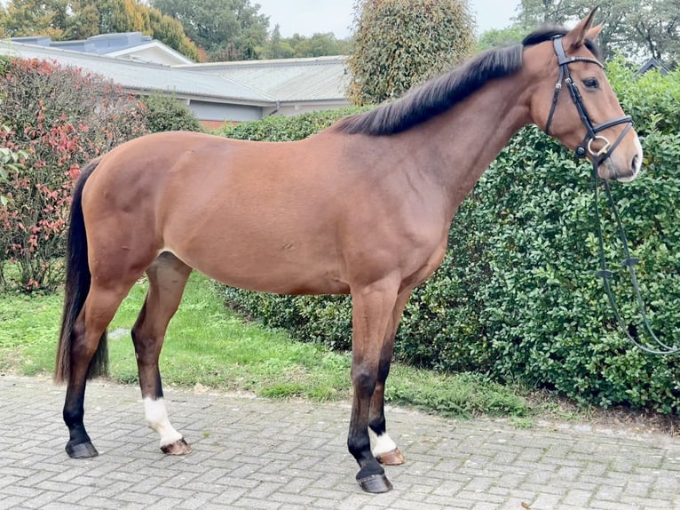 Westfaliano Yegua 4 años 161 cm Castaño in Warendorf