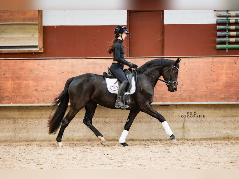 Westfaliano Yegua 4 años 161 cm Morcillo in Marl