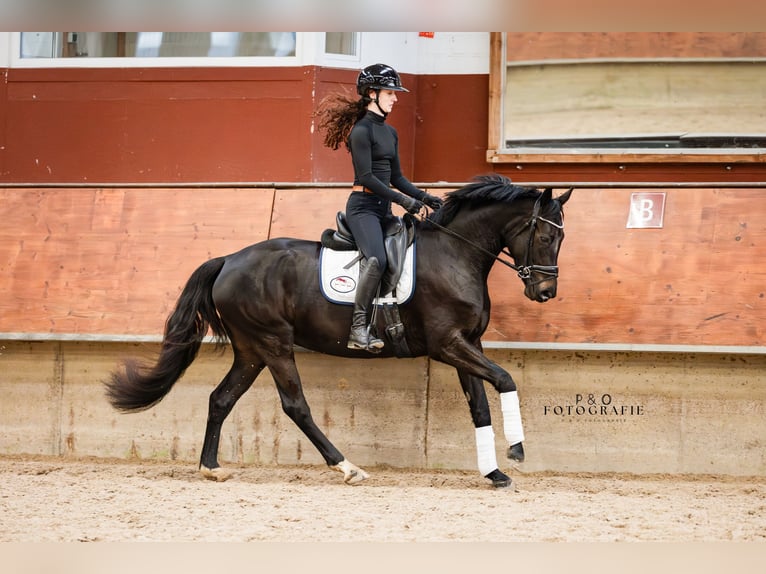 Westfaliano Yegua 4 años 161 cm Morcillo in Marl