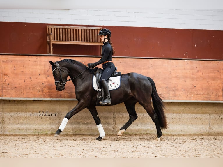 Westfaliano Yegua 4 años 161 cm Morcillo in Marl