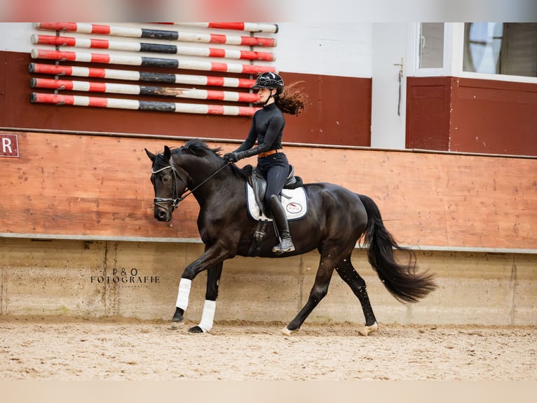 Westfaliano Yegua 4 años 161 cm Morcillo in Marl