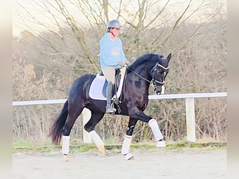 Westfaliano Yegua 4 años 161 cm Negro in Ruppichteroth