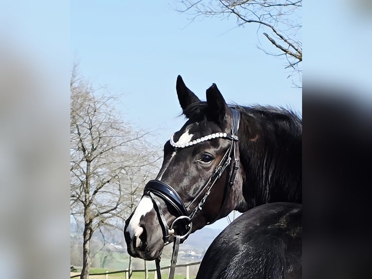 Westfaliano Yegua 4 años 161 cm Negro in Ruppichteroth