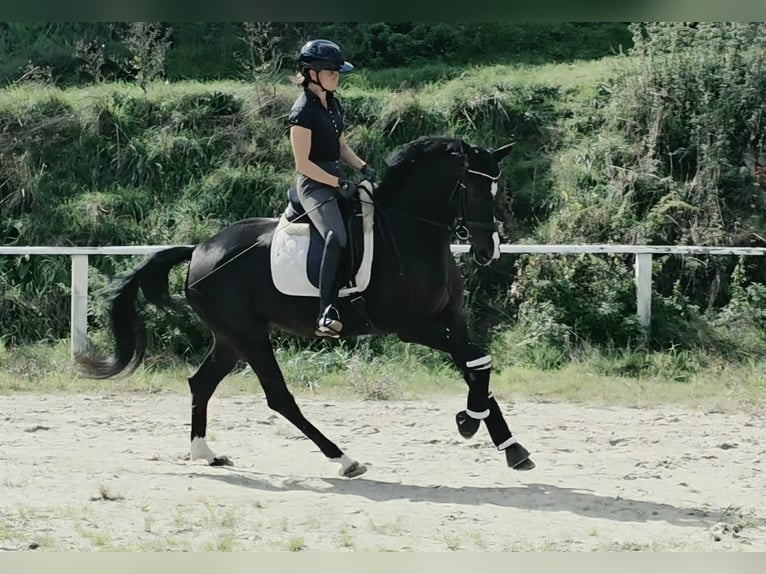 Westfaliano Yegua 4 años 161 cm Negro in Ruppichteroth