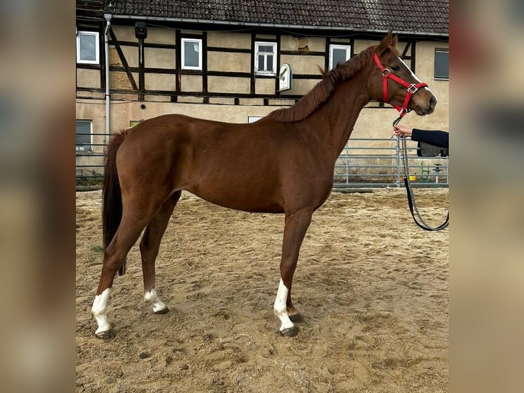 Westfaliano Yegua 4 años 162 cm Alazán-tostado in M&#xFC;geln