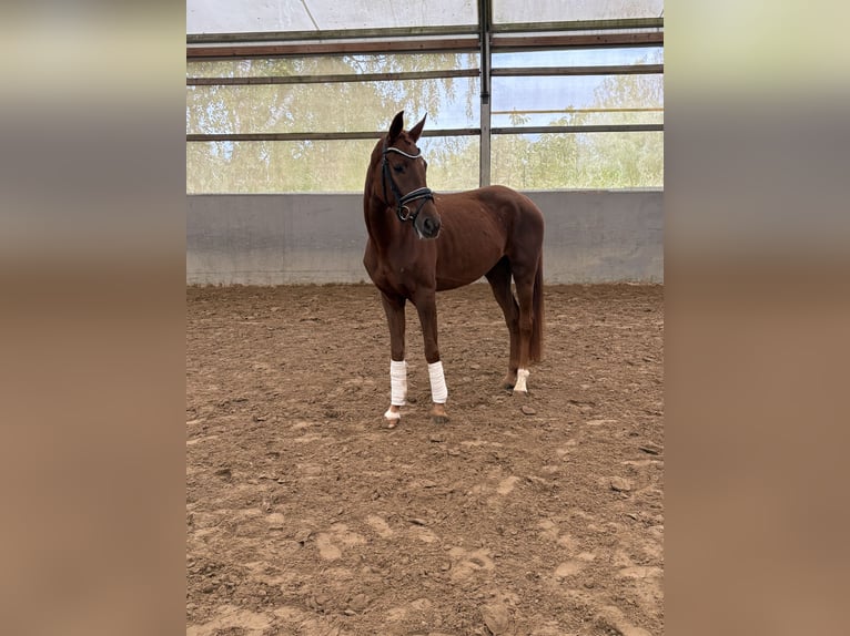Westfaliano Yegua 4 años 162 cm Alazán-tostado in Niederkassel