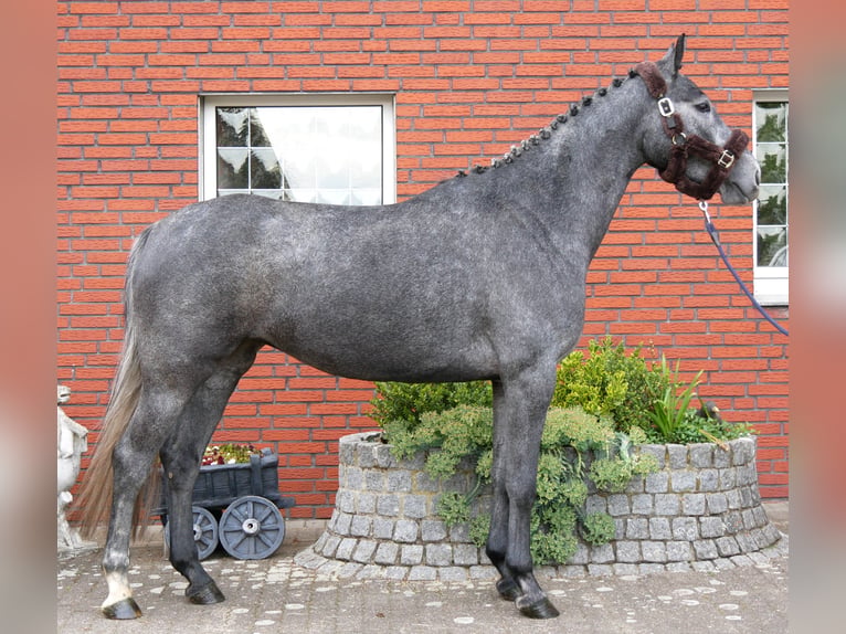Westfaliano Yegua 4 años 162 cm  in Dorsten