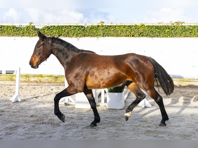 Westfaliano Yegua 4 años 162 cm Castaño in Waddinxveen