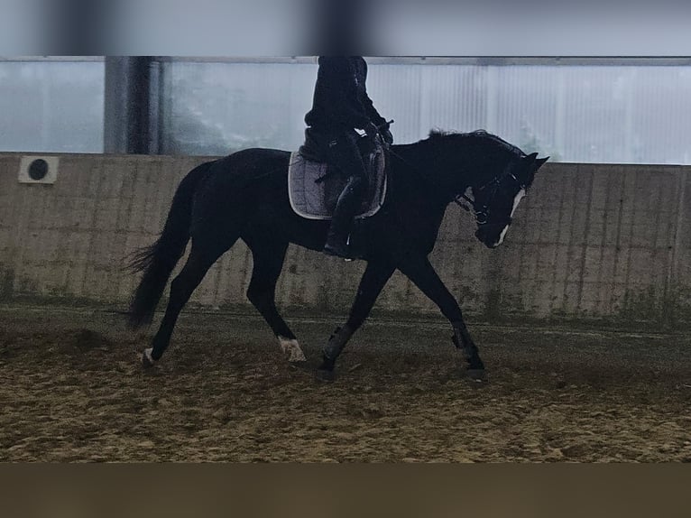 Westfaliano Yegua 4 años 162 cm Negro in Wachtendonk