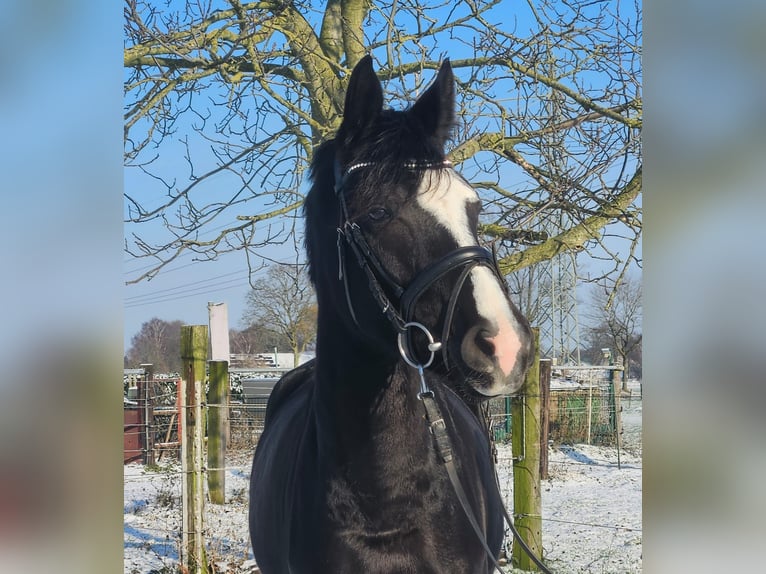 Westfaliano Yegua 4 años 162 cm Negro in Wachtendonk