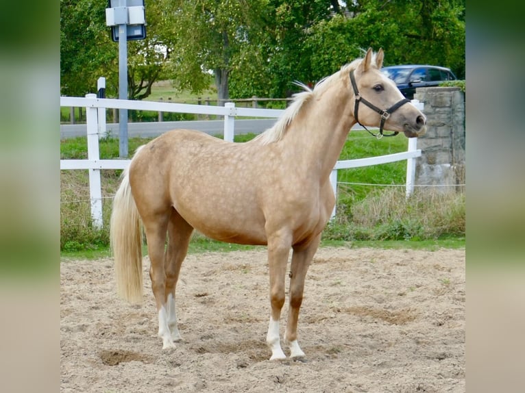 Westfaliano Yegua 4 años 162 cm Palomino in Münsingen