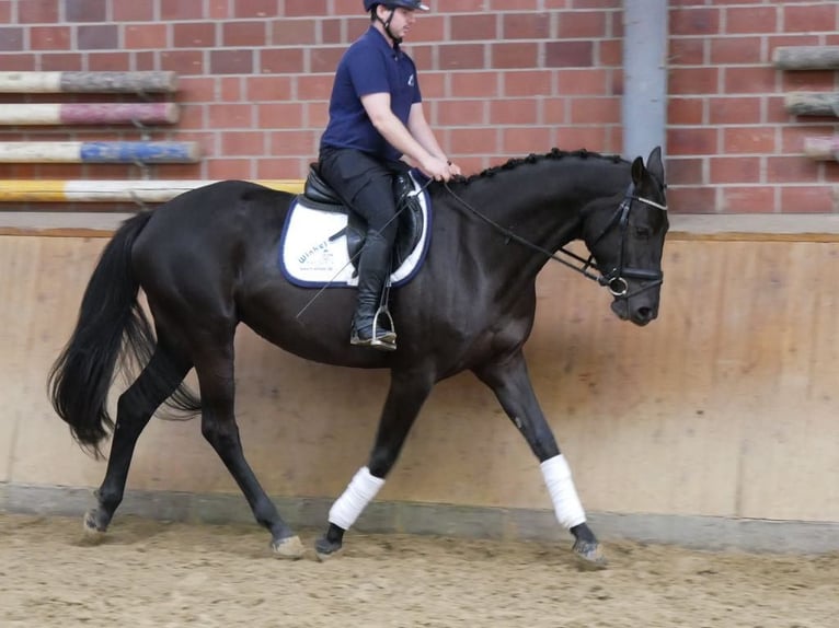 Westfaliano Yegua 4 años 163 cm in Dorsten