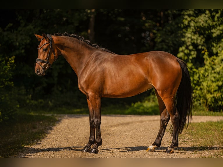 Westfaliano Yegua 4 años 163 cm Castaño in Wehringen