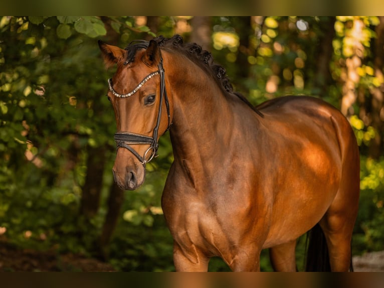 Westfaliano Yegua 4 años 163 cm Castaño in Wehringen