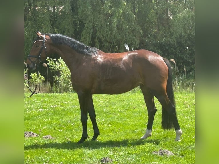 Westfaliano Yegua 4 años 163 cm Castaño in Wagenfeld