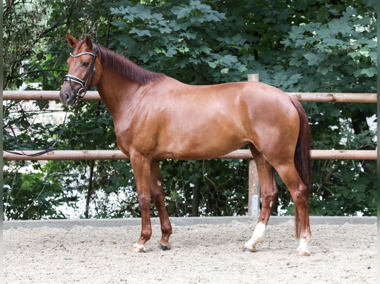 Westfaliano Yegua 4 años 164 cm Alazán in Wuppertal