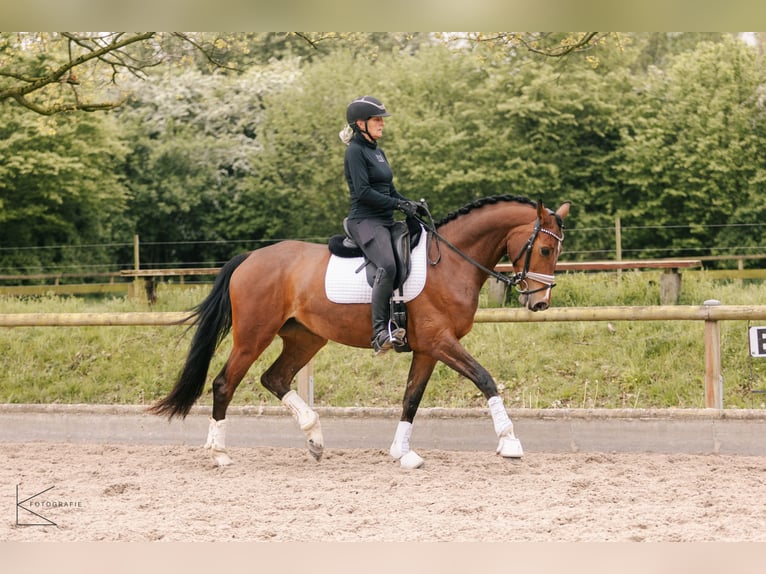 Westfaliano Yegua 4 años 164 cm Castaño in Meerbusch
