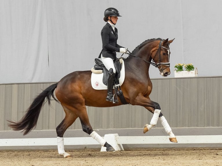 Westfaliano Yegua 4 años 164 cm Castaño in Münster-Handorf