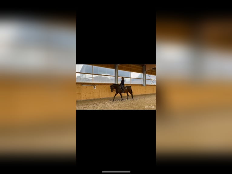 Westfaliano Yegua 4 años 164 cm Castaño in Meinerzhagen