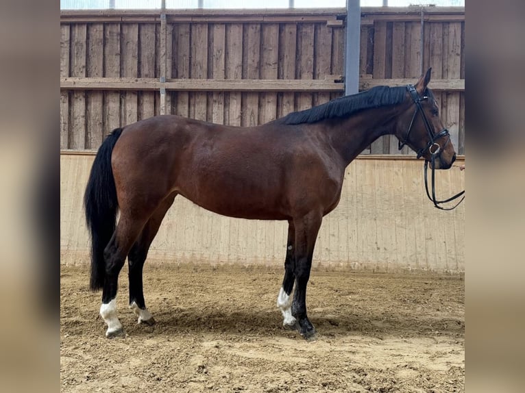 Westfaliano Yegua 4 años 164 cm Castaño in Unterneukirchen