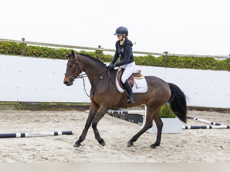 Westfaliano Yegua 4 años 164 cm Castaño in Waddinxveen