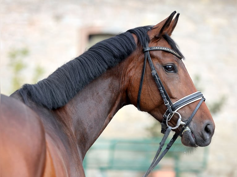 Westfaliano Yegua 4 años 164 cm Castaño oscuro in D&#xF6;rentrup