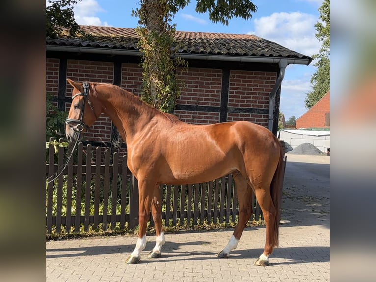 Westfaliano Yegua 4 años 165 cm Alazán in Telgte