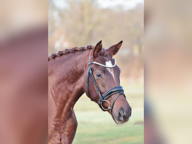 Westfaliano Yegua 4 años 165 cm Alazán-tostado in Rheine