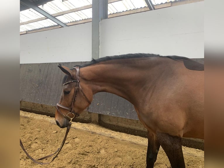 Westfaliano Yegua 4 años 165 cm Castaño in Bad Sassendorf