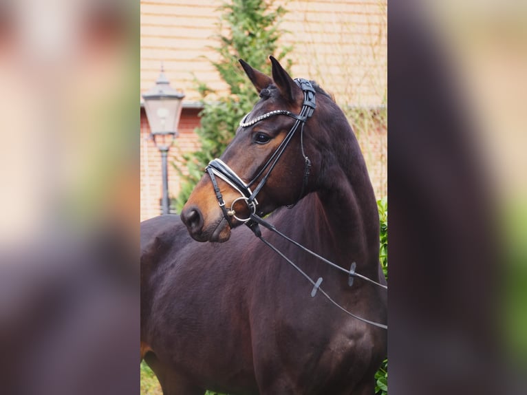 Westfaliano Yegua 4 años 165 cm Castaño oscuro in Altenberge