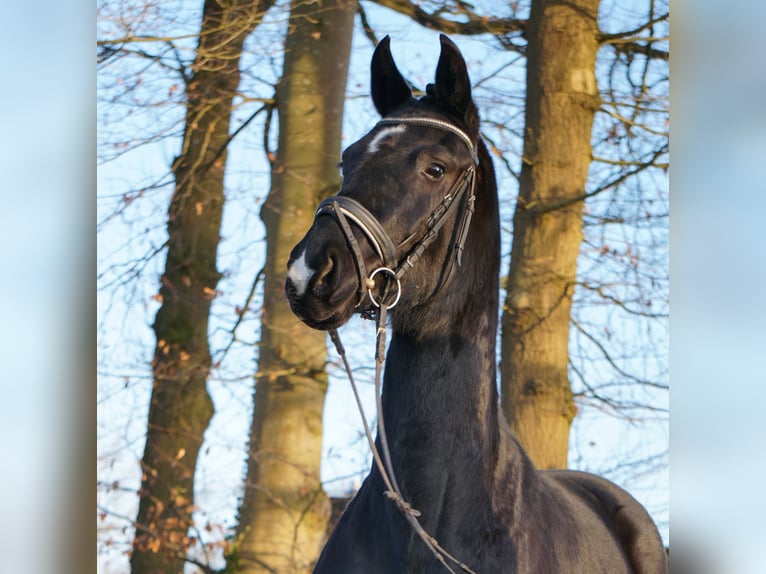 Westfaliano Yegua 4 años 165 cm Negro in Telgte