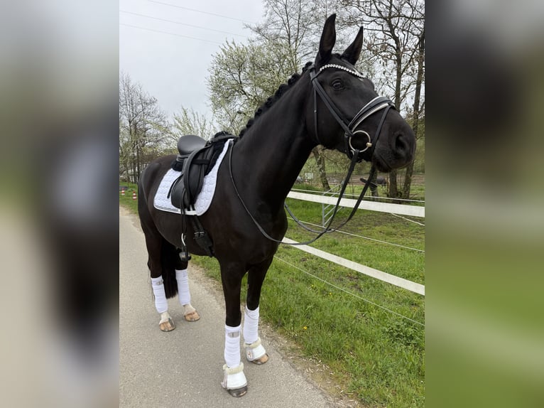 Westfaliano Yegua 4 años 165 cm Negro in Zweibrücken