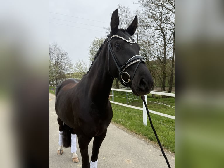 Westfaliano Yegua 4 años 165 cm Negro in Zweibrücken