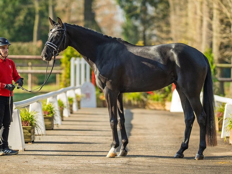 Westfaliano Yegua 4 años 166 cm Castaño oscuro in Münster-Handorf