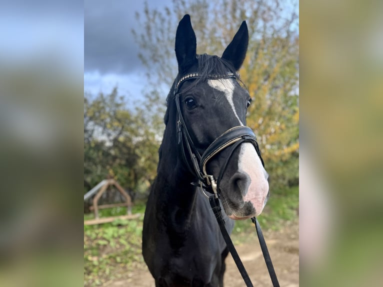 Westfaliano Yegua 4 años 166 cm Negro in Grevenbroich