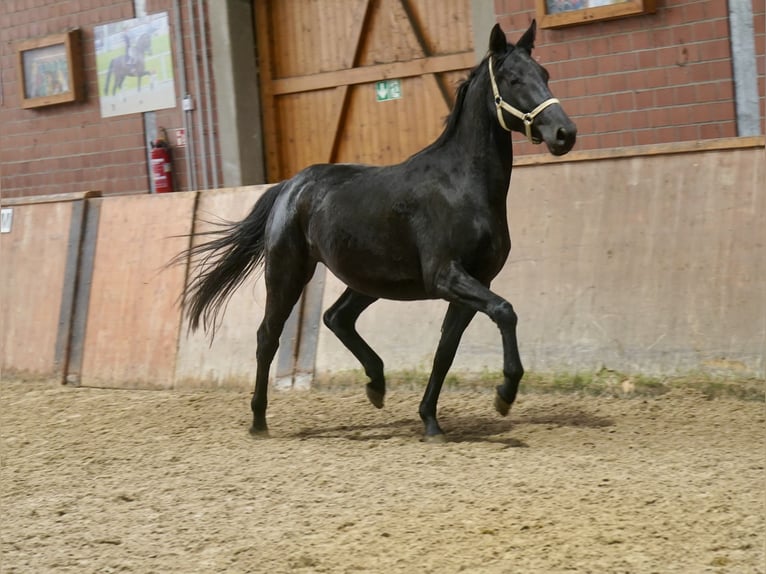 Westfaliano Yegua 4 años 166 cm Negro in Paderborn