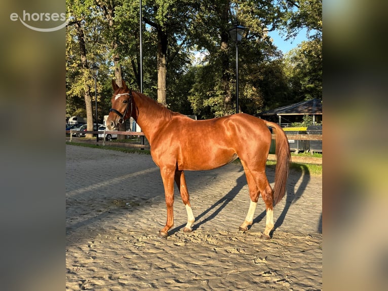 Westfaliano Yegua 4 años 167 cm Alazán in Nettersheim