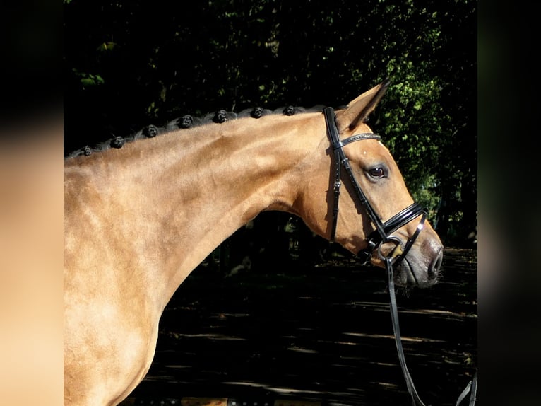 Westfaliano Yegua 4 años 167 cm Buckskin/Bayo in Cappeln (Oldenburg)