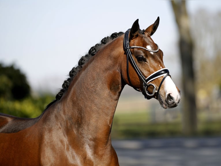 Westfaliano Yegua 4 años 167 cm Castaño in Vechta